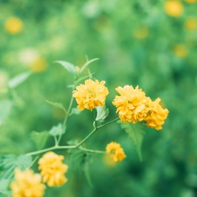 妄想山海华为版下载